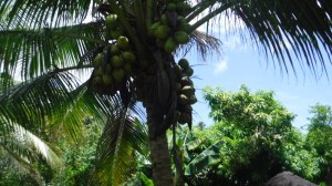 HivaOa - DSCF0501.jpg