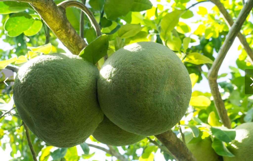 NukuHiva - Pamplemousse.jpg