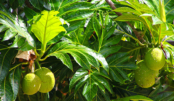 Hakahou - breadfruit-laie10-18.jpg