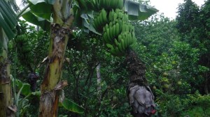 HivaOa - DSCF0506.jpg