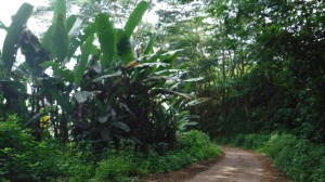 HivaOa - DSCF0464.jpg